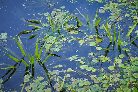 V14D6  Wild Pond and Water Plants