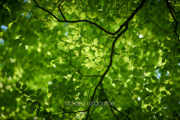 V11D7  Beech Leaves In Spring