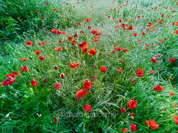 V6W6  Poppies, Tasburgh, Norfolk, UK