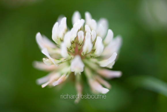 V3W4 White Clover