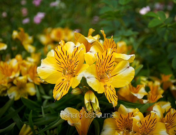 V11W10  Yellow Lilies
