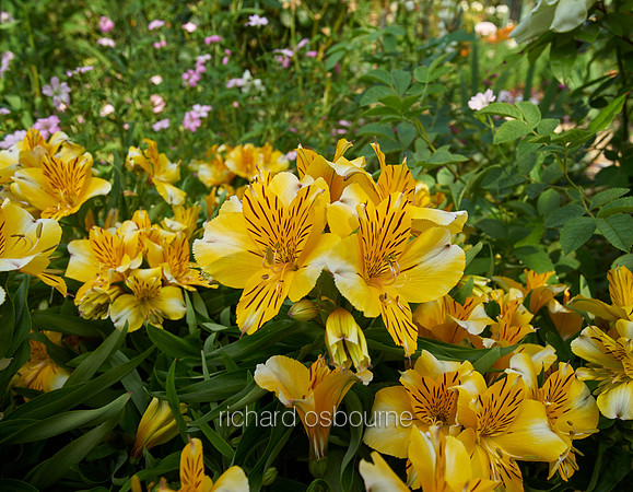 V11W11  Yellow Lilies