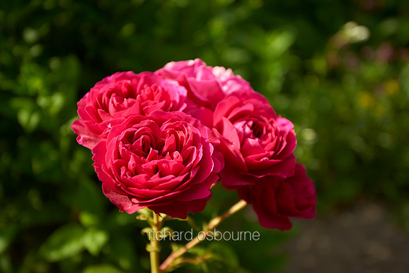 V11W9  Red Roses