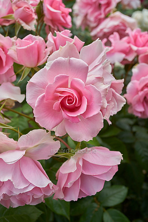 V11W8  Pink Roses