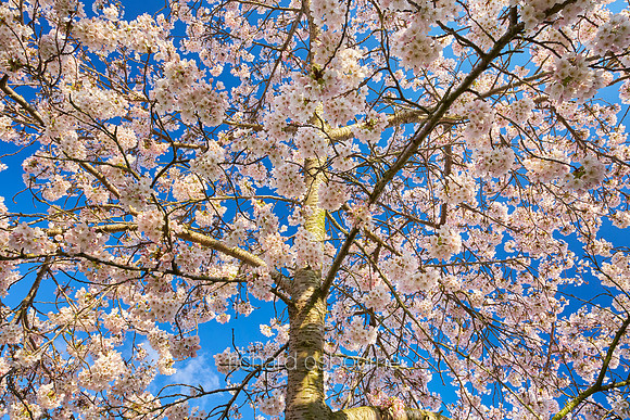 V14FL4  Cherry Blossom