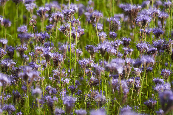 V14FL6  Phacelia tanacetifolia (Fiddleneck) Wildflowers