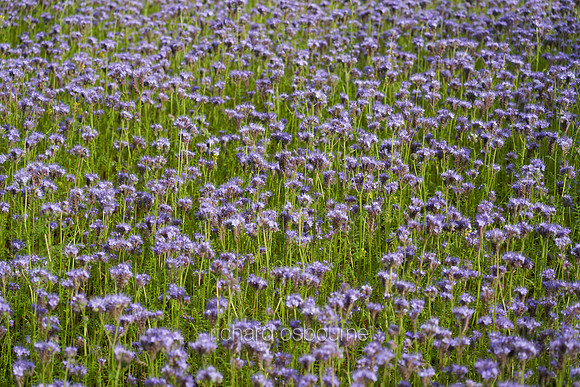 V14FL5  Phacelia tanacetifolia (Fiddleneck) Wildflowers