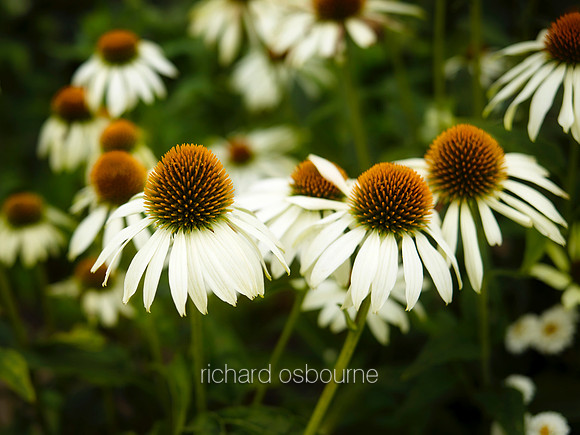 V9FL13  Echinacea / Coneflowers