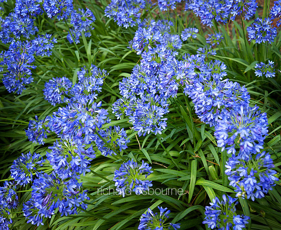 V9FL12  Blue Allium - Caeruleum