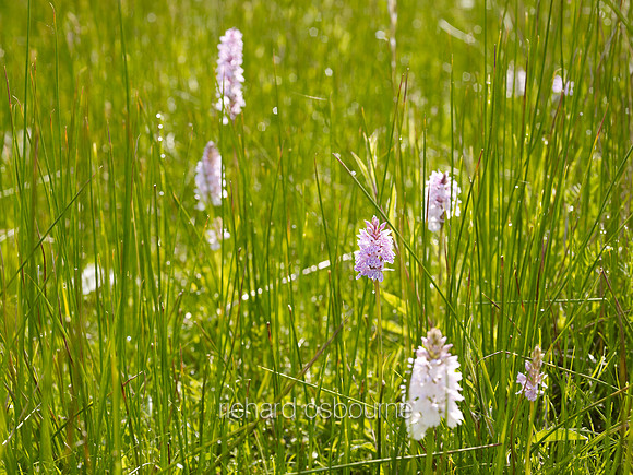 V6N12  Orchids, Buxton Common, Norfolk, UK