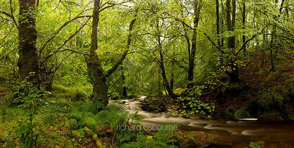 P2L20  Burn and Glade, Kinlochleven, Scotland