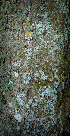 V15T1  Sycamore Tree Bark