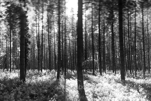 V14T152  Forest Patterns