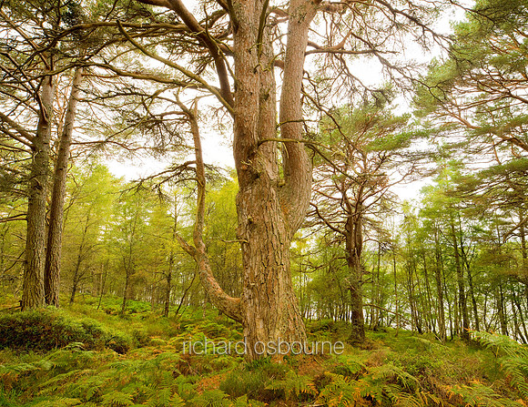 V4RS30  The Black Wood of Rannoch, Perthshire, Scotland