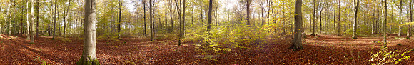 P3F47  Autumn, Thetford Forest, Norfolk, UK
