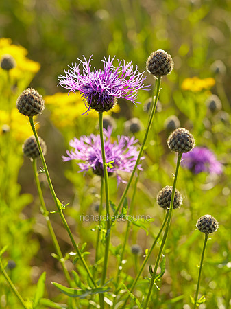 V8W48  Greater Knapweed