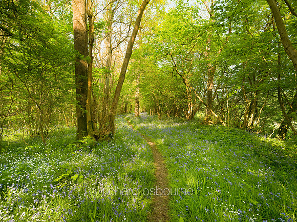 V5F10  NWT Foxley Wood, Norfolk, UK