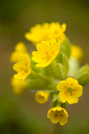 V3W38 Cowslip