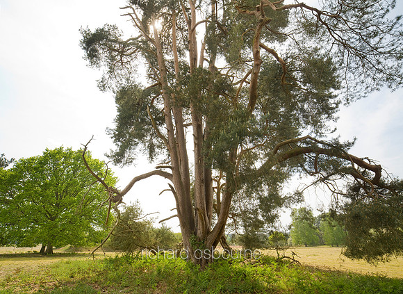 V5F20  Scots Pines, NWT East Wretham Heath, Norfolk, UK