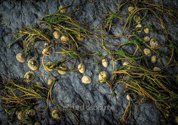 V14T130  Barnacles and Seaweed