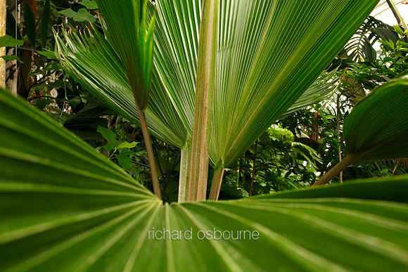 V5D41  Bush Palmetto Sabal Minor