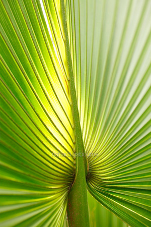 V5D35  Bush Palmetto Sabal Minor