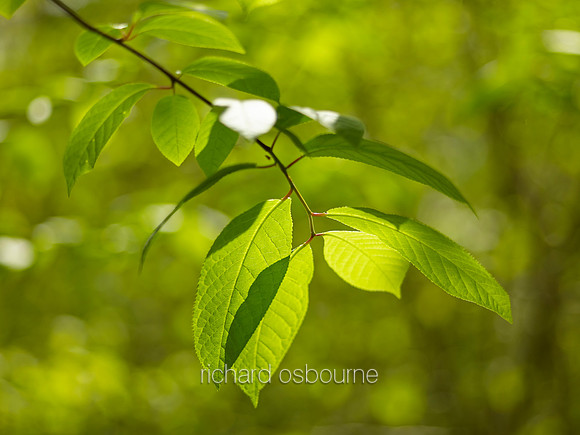 V8D2  Spring Ash Leaves, NWT Wayland Wood, Norfolk, UK