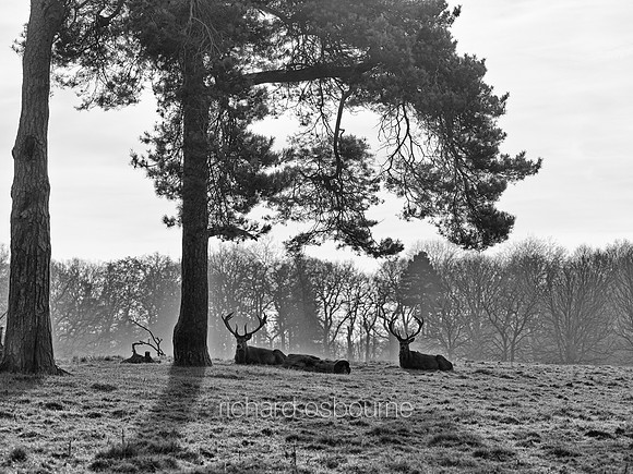 V7MF2  Tatton Park, Knutsford, Cheshire, UK
