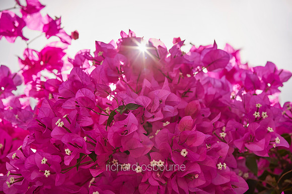 V18FL2  Bougainvillea, Tenerife, Spain