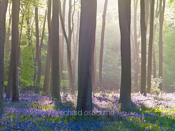 V7F20  Bluebells, Micheldever Wood, Hampshire, UK