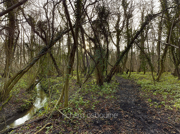 V8N29  NWT Lolly Moor, Norfolk, UK