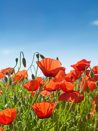 V8W45  Poppies, High Summer, Norfolk, UK