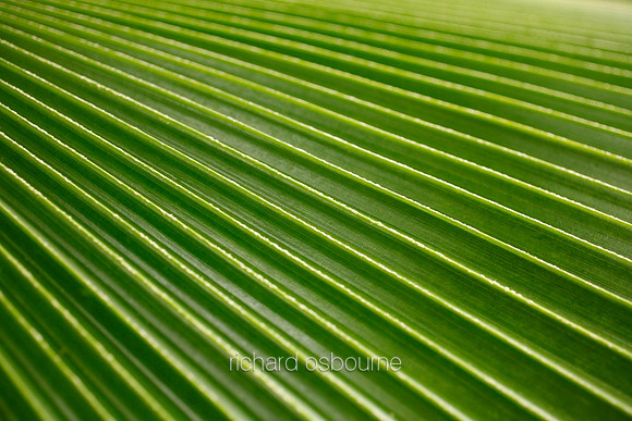 V5D39  Bush Palmetto Sabal Minor