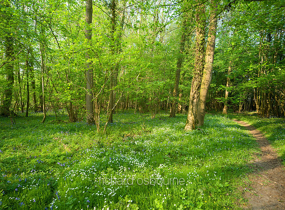 V5F16  Ashwellthorpe Lower Wood, Norfolk, UK