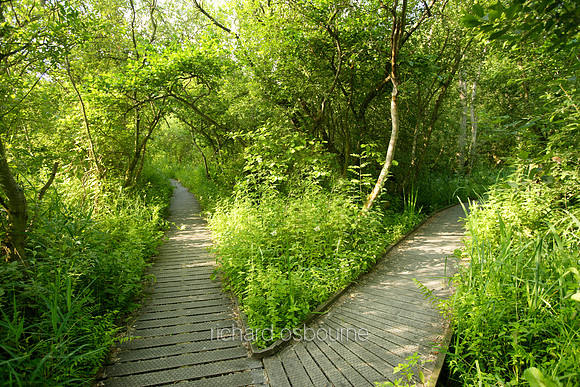 L1N10 Ranworth Broad II