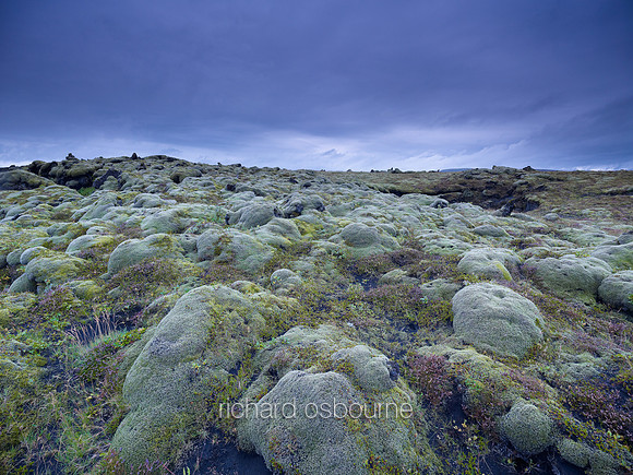 V6L47  Icelandic Moss and Heather, Iceland