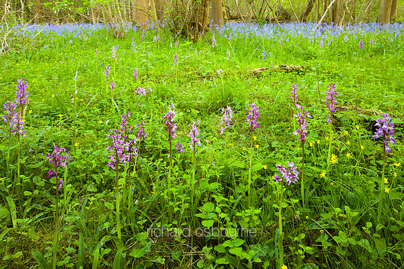 V5W13  Early Purple Orchids, Ashwellthorpe Lower Wood, Norfolk, UK