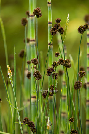 V4D2 Water Plants