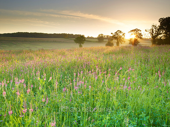 V8W34  Field of Sainfoin Wildflowers, Caistor, Norfolk, UK