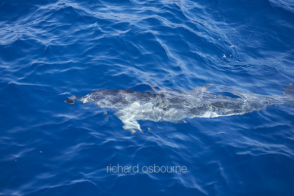 V18AN1  Wild Dolphin, Tenerife, Spain