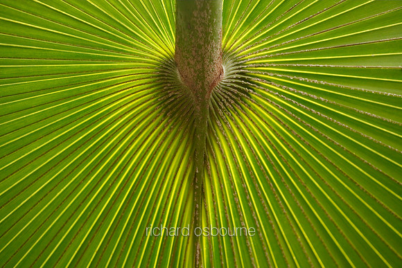 V5D27  Bush Palmetto Sabal Minor