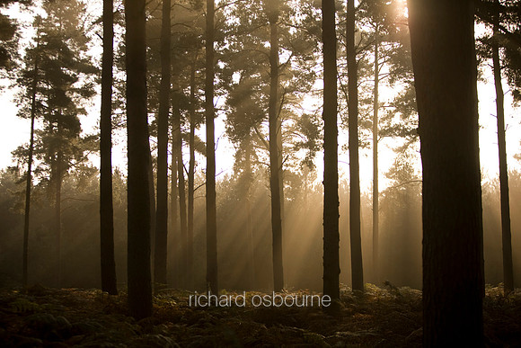 V3F4 Forest Dawn