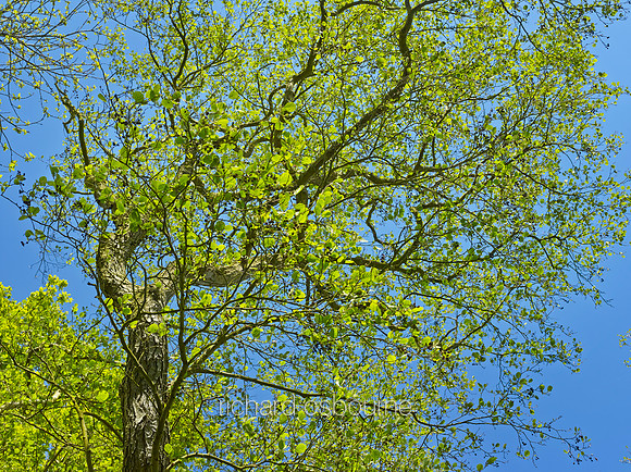 V8F7  Alder Tree in Spring, NWT Alderfen Broad, Norfolk, UK