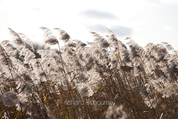 V4D5 Reeds