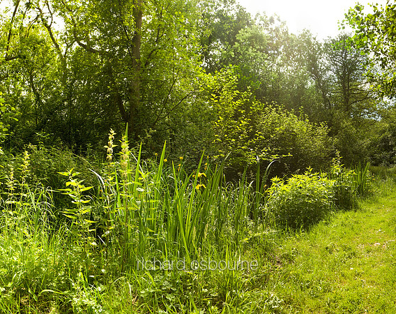 V4N49  High Summer, NWT Upton Broad and Marshes, Norfolk, UK