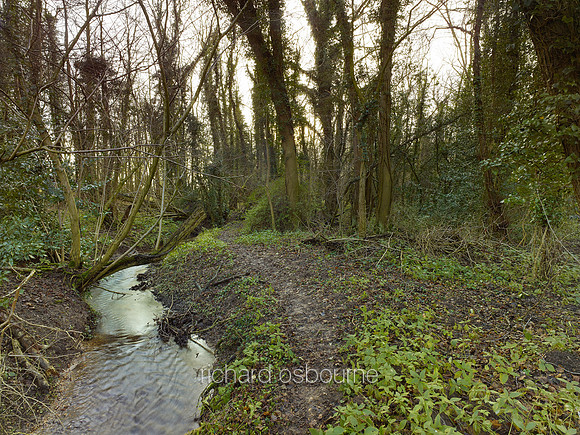 V8N30  NWT Lolly Moor, Norfolk, UK