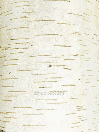 V8D5  Silver Birch Bark