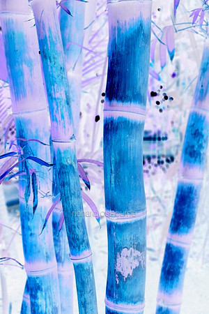 V5A24  Bamboo Abstract