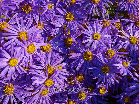 V7FL5  Michaelmas Daisy or New York Aster