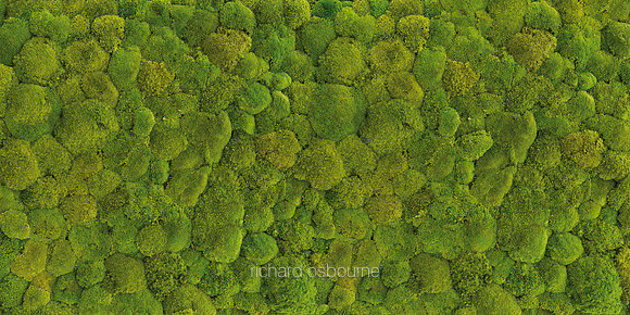 V7D4  Moss Bed